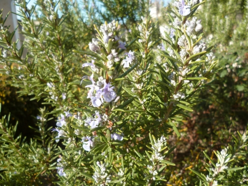 fleurs,jardin,plantes,jardinage,vie à la maison,printemps