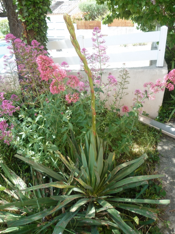jardin,jardinage,fleurs,plantes,mai,printemps
