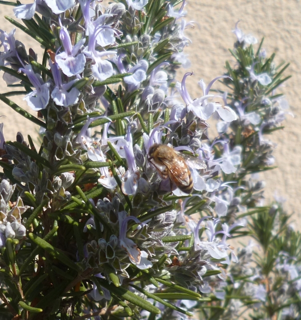jardin,jardinage,plantes,fleurs,mars,printemps