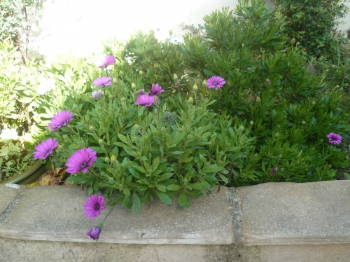 jardin,jardinage,plantes,fleurs,roses,mante religieuse,cuture