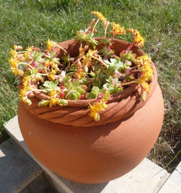 jardin,jardinage,plantes,fleurs,mars,printemps