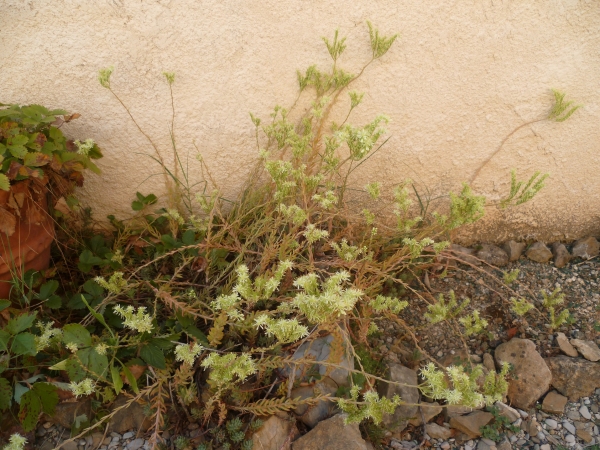 fleurs,plantes,jardin,jardinage,été,saison,chaleur
