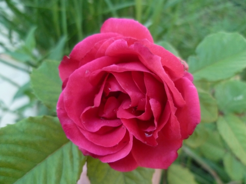rose,jardin,jardinage,mai,rose jaune,rose rose,rose rouge,parfum