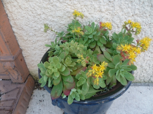 fleurs,jardin,plantes,jardinage,vie à la maison,printemps