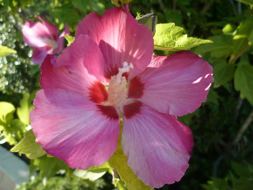 jardinage,fleurs,saisons,journal intime,écriture