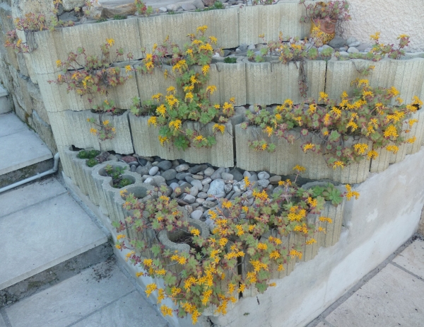 jardin,jardinage,plantes,fleurs,mars,printemps