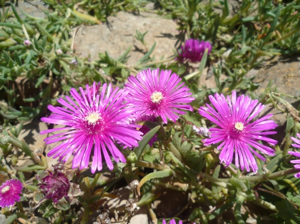 jardin,jardinage,fleurs,plantes,mai,printemps