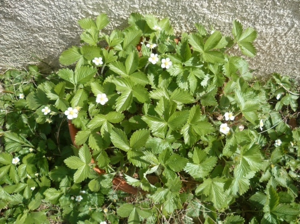plantes, légumes, jardin, jardinage, fleurs, culture