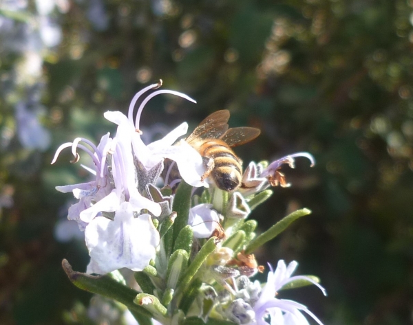 jardin,jardinage,plantes,fleurs,mars,printemps