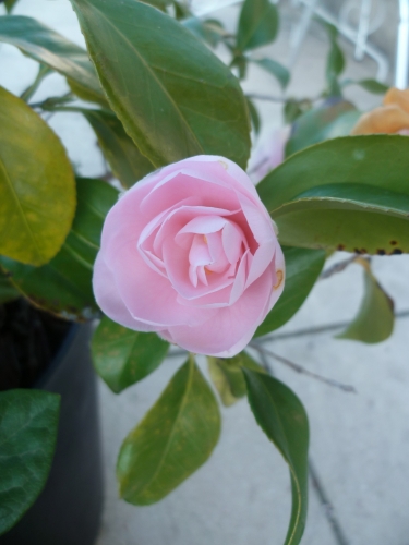 jardin,fleurs,plantes,jardinage,nature