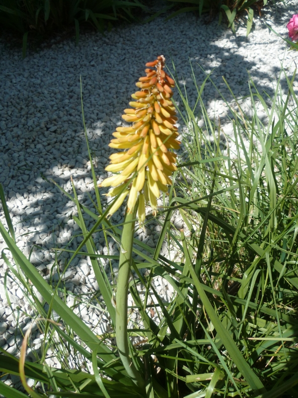 jardin,jardinage,fleurs,plantes,mai,printemps
