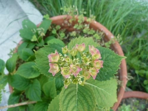 fleurs,plantes,jardin,jardinage,loisirs,campagne