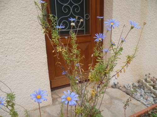 fleurs,marguerite du cap,aster du cap,jasmin,osteospermum,jardinage,hiver