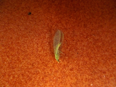 P1110426 Libellule 281026.JPG
