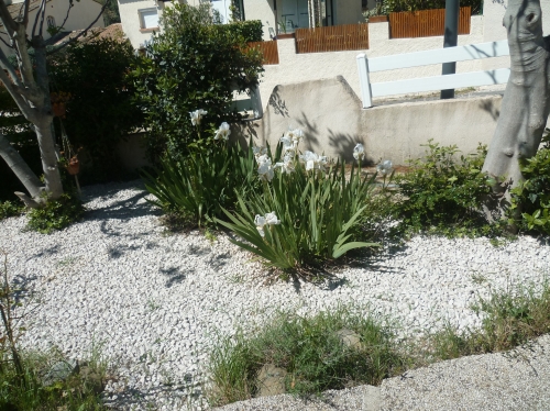 jardin,plantes,fleurs,arbres,jardinage,avril