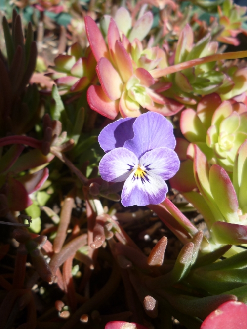 jardin,plantes,fleurs,arbres,jardinage,avril