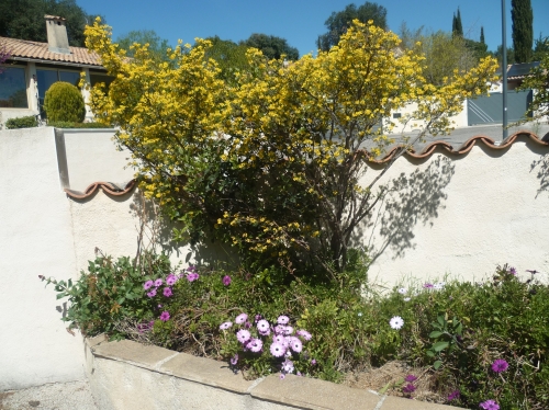 jardin,plantes,fleurs,arbres,jardinage,avril