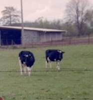 Citation, expression, culture, vache, campagne