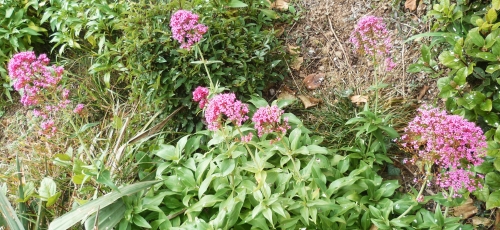 fleurs,marguerite du cap,aster du cap,jasmin,osteospermum,jardinage,hiver