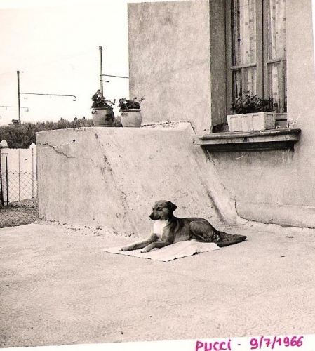 chien,souvenir,grand père,berger allemand,enfance