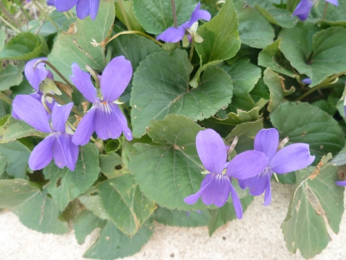 violette,violette des bois,vivace,jardin,jardinage,février,avril