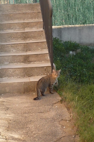 animaux,chats,voisins,vie à la maison,animaux domestiques,jardin,lotissement