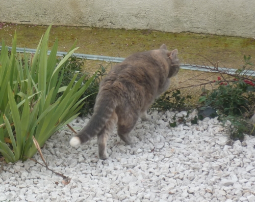 animaux,chats,voisins,vie à la maison,animaux domestiques,jardin,lotissement