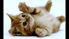 citations,chat,cleptomanie,culture,animal domestique