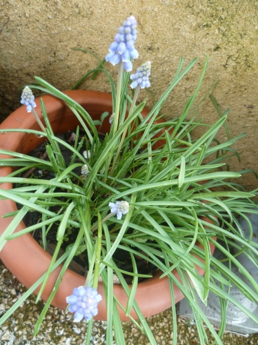 jardin,fleurs,jardinage,printemps,culture