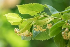 souvenirs,enfance,tisane,tilleul,récolte