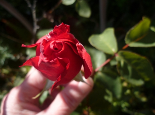 fleurs,plantes,jardin,jardinage,printemps,roses