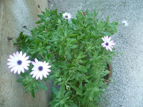 jardin,jardinage,plantes,fleurs,mars,printemps