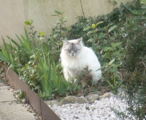 animaux,chats,voisins,vie à la maison,animaux domestiques,jardin,lotissement
