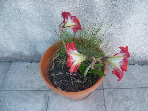 fleurs,plantes,jardin,jardinage,loisirs,campagne
