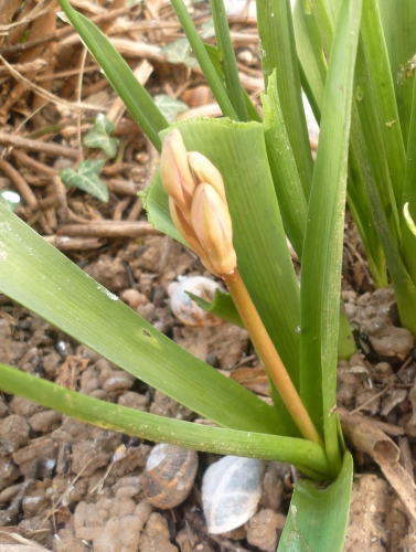 fleurs,jardin,plantes,jardinage,vie à la maison,printemps