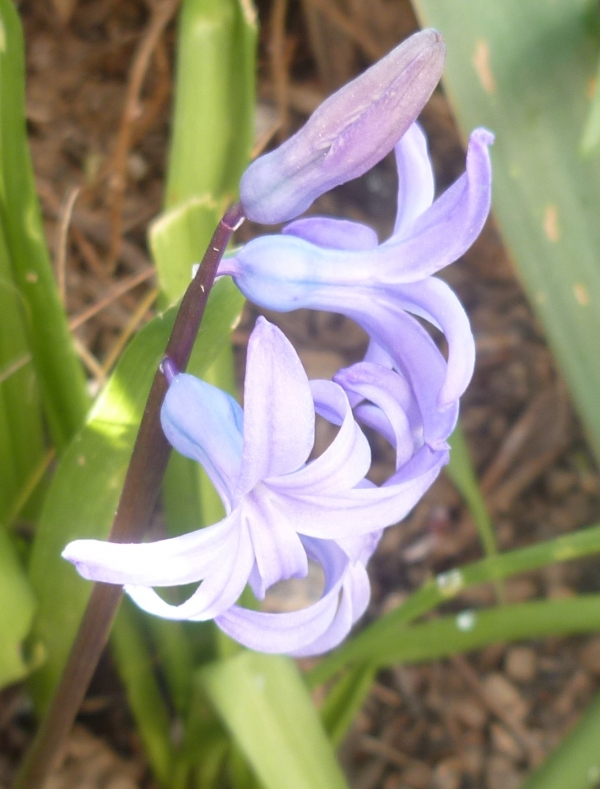 jardin,jardinage,plantes,fleurs,mars,printemps