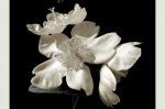 fleurs blanches.jpg