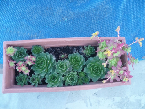 jardin,fleurs,plantes,jardinage,nature