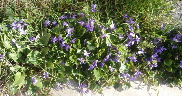 jardin,jardinage,plantes,fleurs,mars,printemps