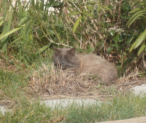 animaux,chats,voisins,vie à la maison,animaux domestiques,jardin,lotissement