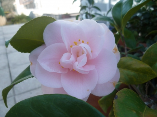 fleurs,jardin,plantes,jardinage,vie à la maison,printemps