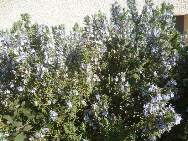 jardin,jardinage,plantes,fleurs,mars,printemps