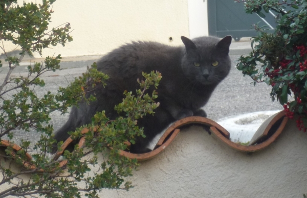 chats,minous,minette,chatte,chatons,jardin,vers,poème,poète