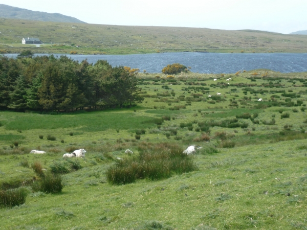 irlande,galway,voyage,souvenirs,culture