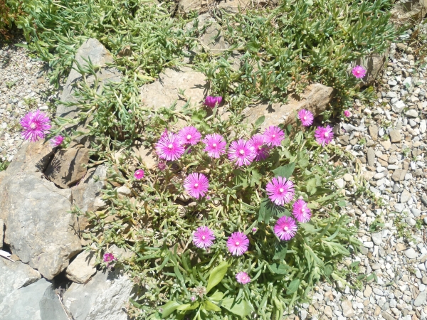 jardin,jardinage,fleurs,plantes,mai,printemps