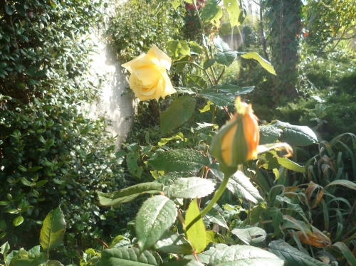jardin,jardinage,plantes,fleurs,roses,mante religieuse,cuture