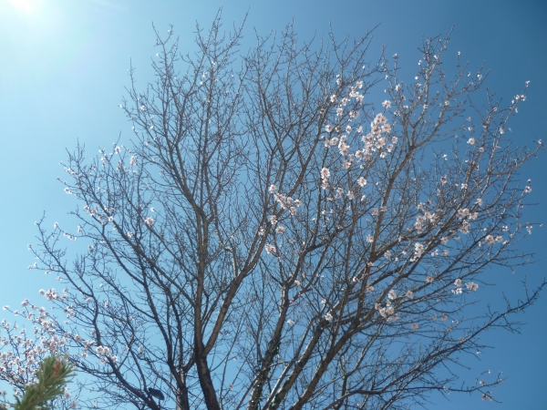 jardin,jardinage,plantes,fleurs,mars,printemps