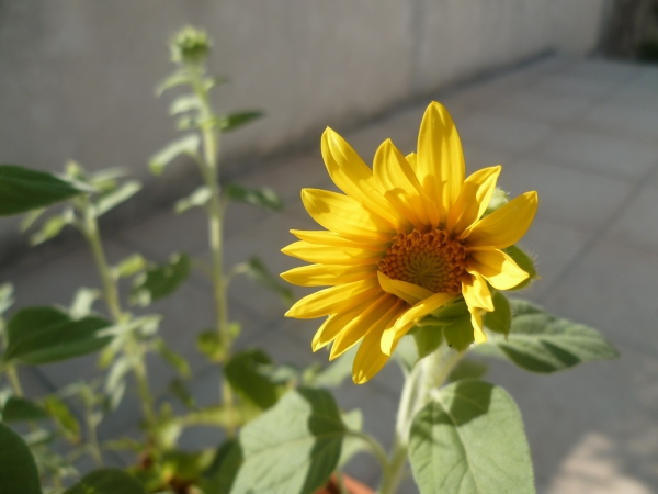 fleurs,plantes,jardin,jardinage,été,saison,chaleur