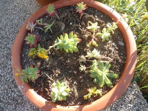 jardin,fleurs,plantes,jardinage,nature