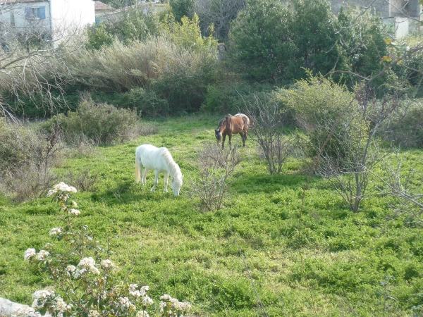 chevaux,campagne,village,animaux,jardins,herbe,printemps